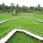 Wisata Sawah Bahu, Desa Muara Gula Baru